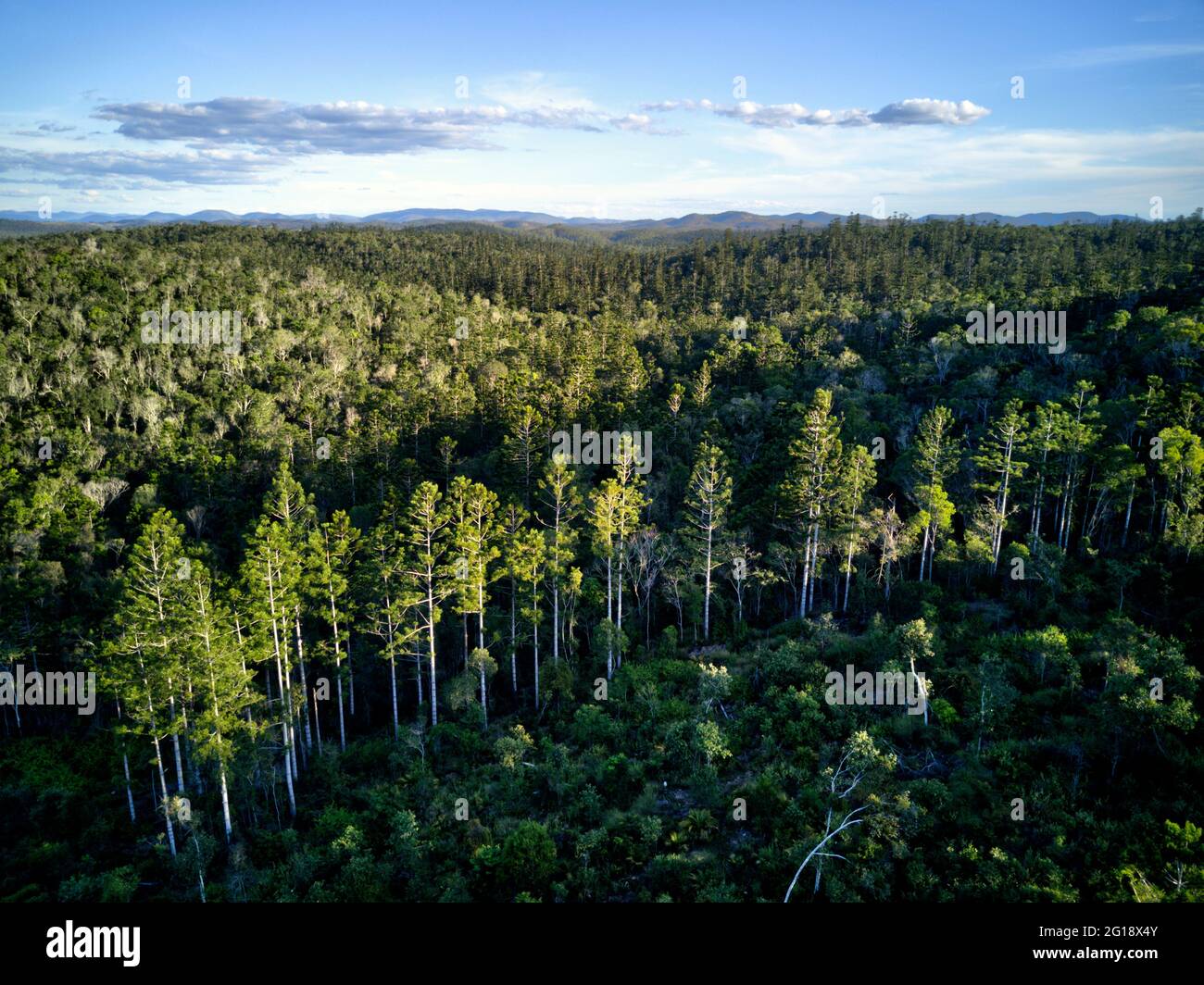 Luftaufnahme der im Goodnight Scrub National Park Queensland Australia wachsenden Hoop Pine Trees Stockfoto