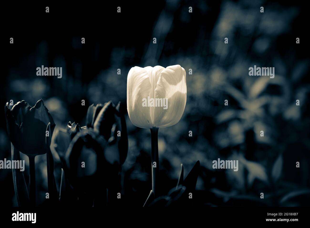 Tulpenposter im Fokus mit stimmungsvollem, farbenfrohem Meer von ​​tulips im Grugapark Essen - blüht im Licht und im Sonnenschein des Parks. Stockfoto