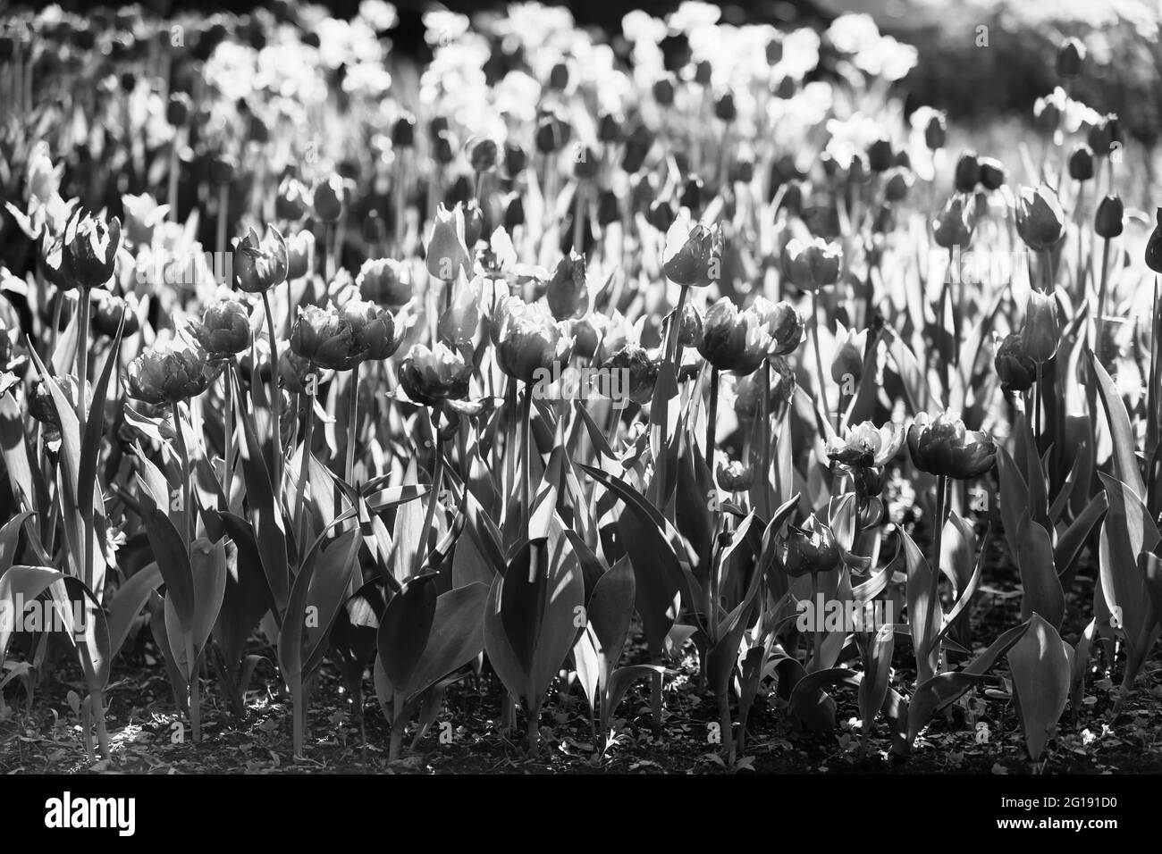 Schwarz-Weiß-Foto mit blühenden Frühlingszwiespen in der schönen Abendsonne Stockfoto