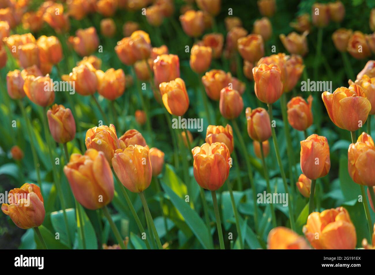 Viele orangefarbene Tulpen in der verblassenden Abendsonne aus nächster Nähe Stockfoto