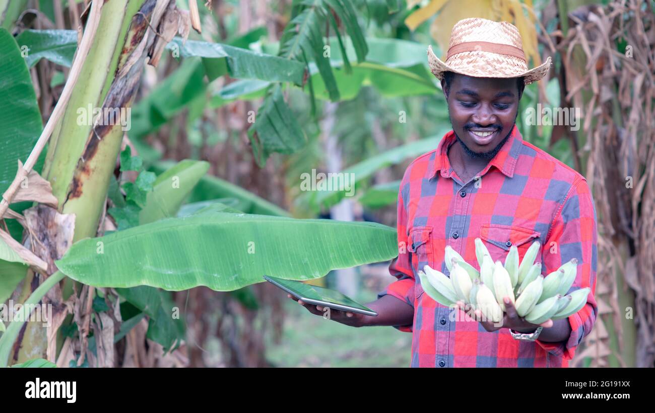 Afrikanischer Landwirt mit Tablette für die Erforschung der Banane in Bio-Farm.Landwirtschaft oder innovative Anbaukonzept Stockfoto