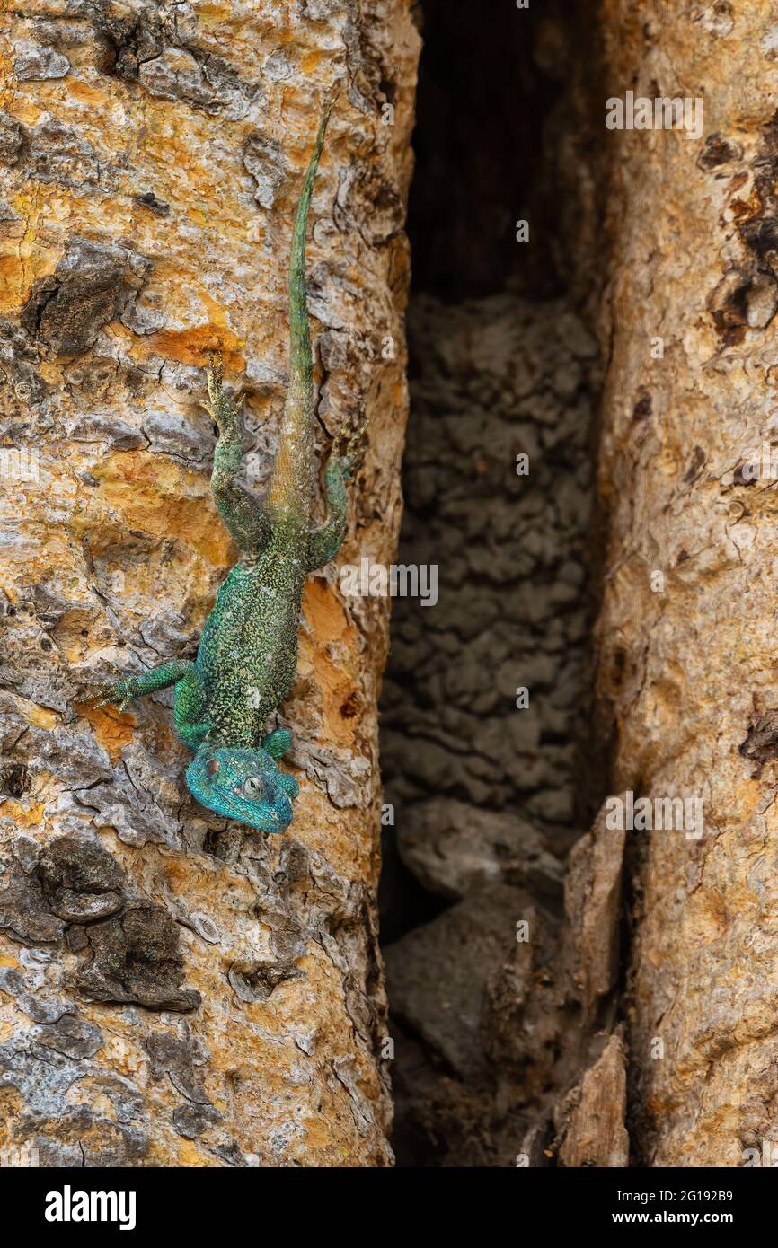 Blaukehlige Agama - Acanthocercus atricollis, schöne große Eidechse aus afrikanischen Wäldern und Wäldern, See Ziway, Äthiopien. Stockfoto