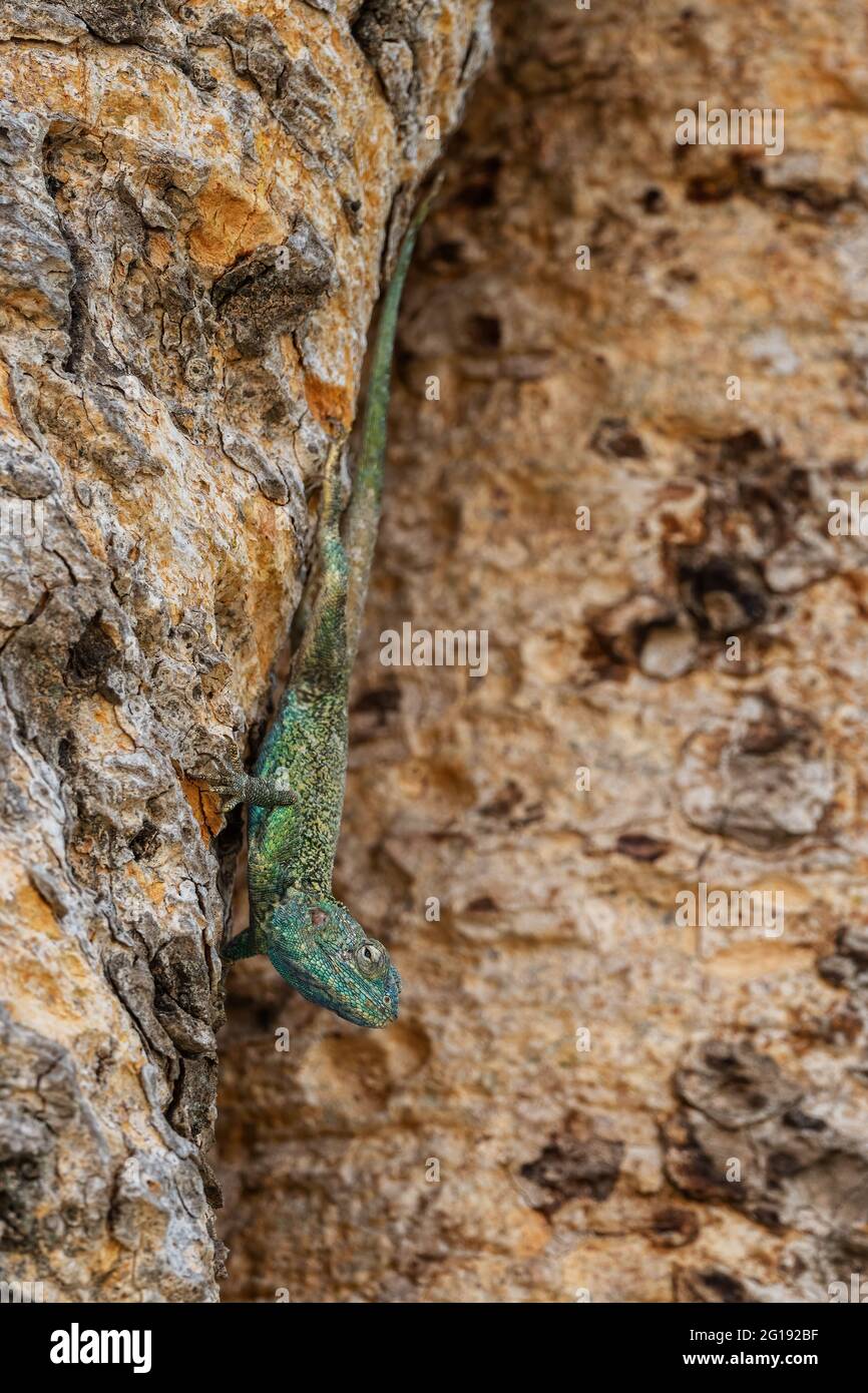 Blaukehlige Agama - Acanthocercus atricollis, schöne große Eidechse aus afrikanischen Wäldern und Wäldern, See Ziway, Äthiopien. Stockfoto