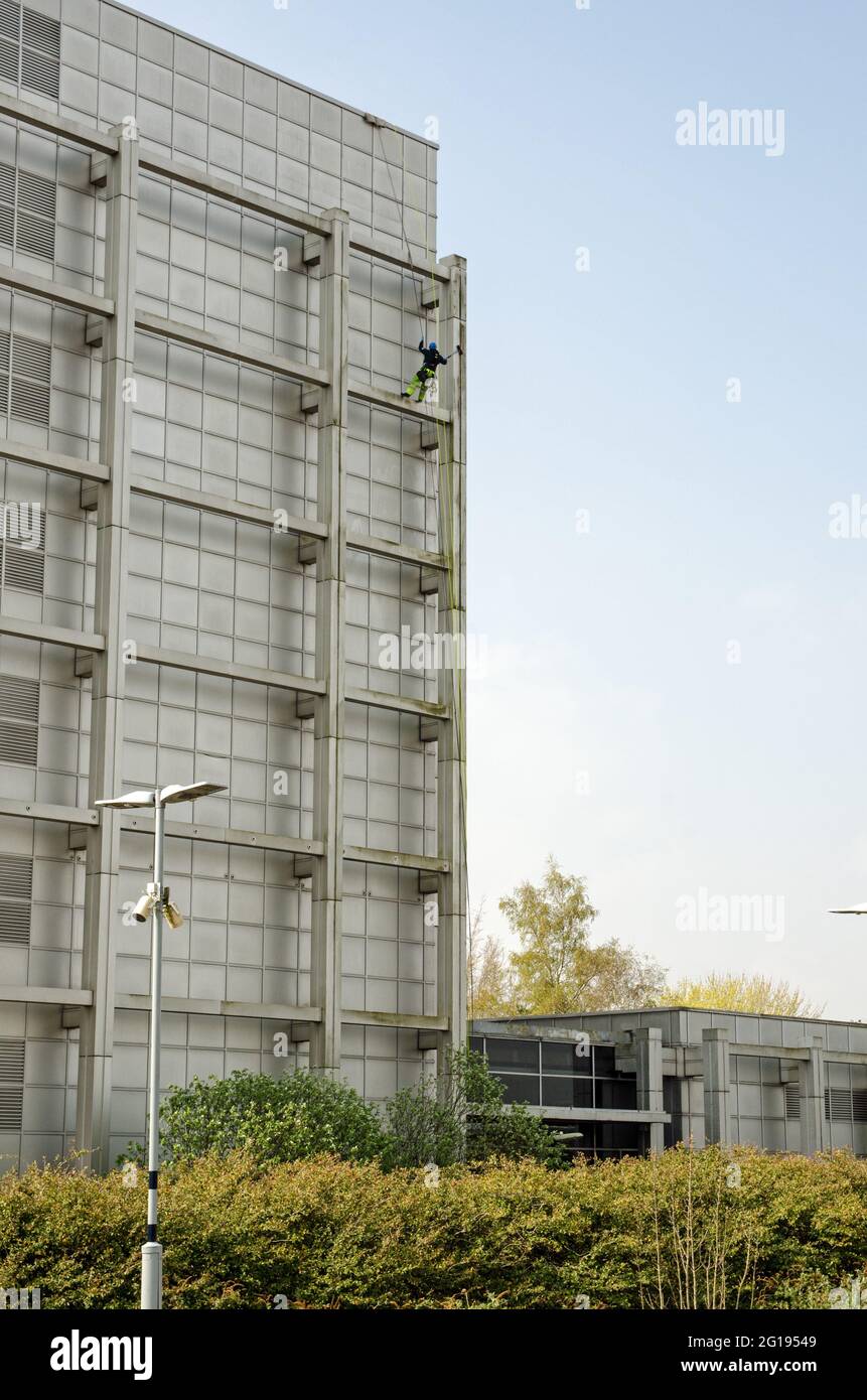 Ein äußerst mutiger Putzer, der an einem sonnigen Tag an Seilen an einem hohen Bürogebäude in Basingstoke, Hampshire, aufgehängt wird. Stockfoto