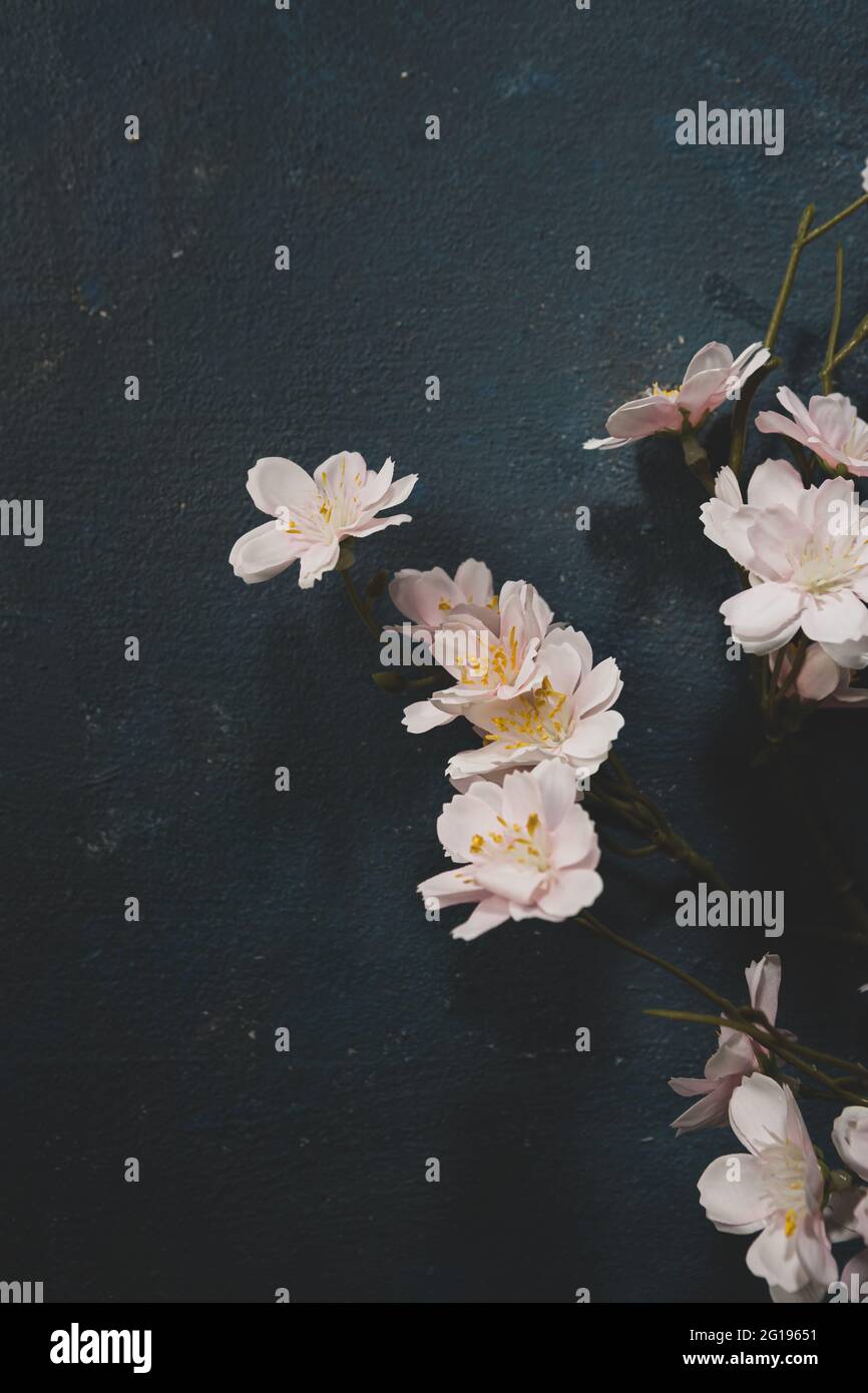 Hellrosa Kirschblüte auf dunkelblauer Oberfläche Stockfoto