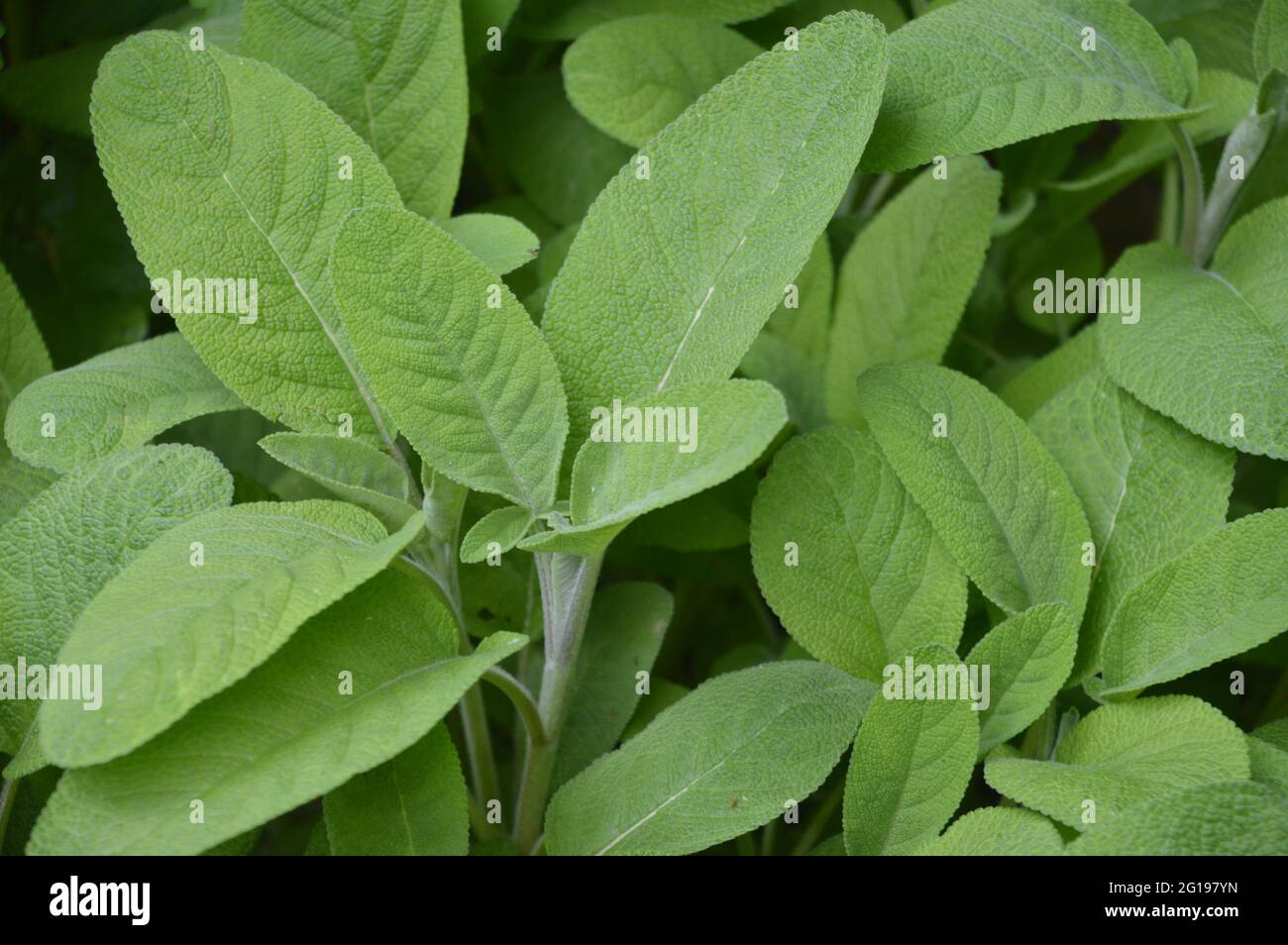 Salbei - Salvia -sage - wichtige heimische Heilpflanze Stockfoto