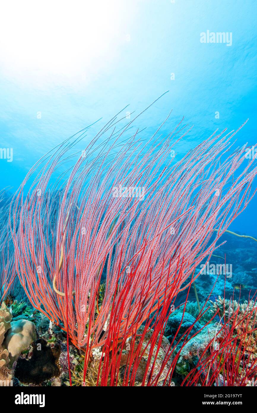 Farbenfrohes Korallenriff, Peleiu Wall, Mikronesien, Palau Stockfoto