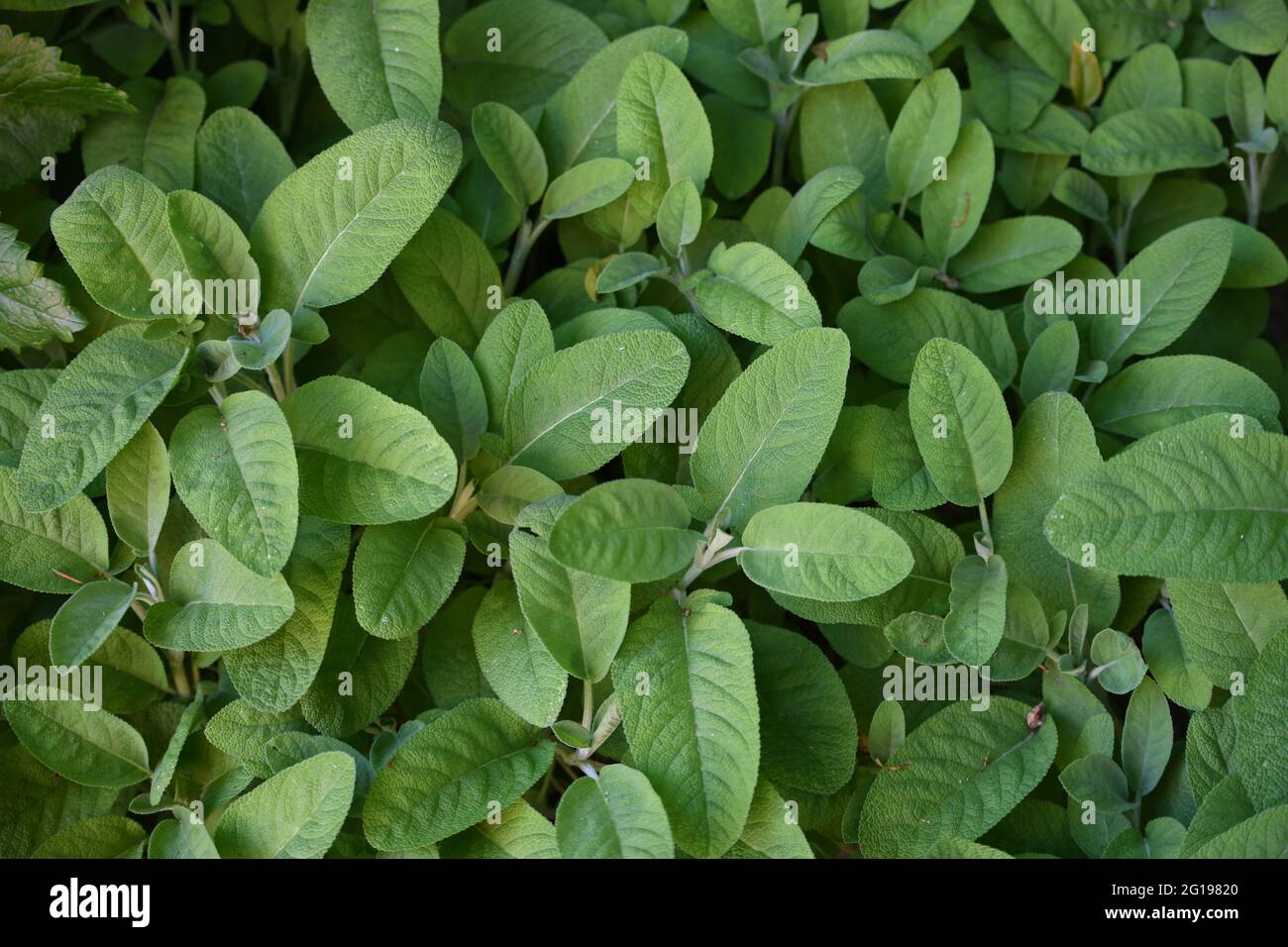 Salbei - Salvia -sage - wichtige heimische Heilpflanze Stockfoto