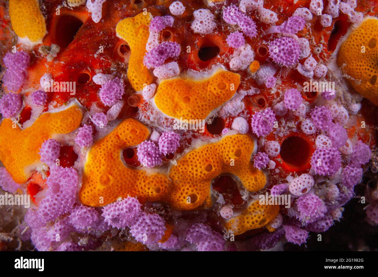 Seasponge Detail, Porifera, Mikronesien, Palau Stockfoto