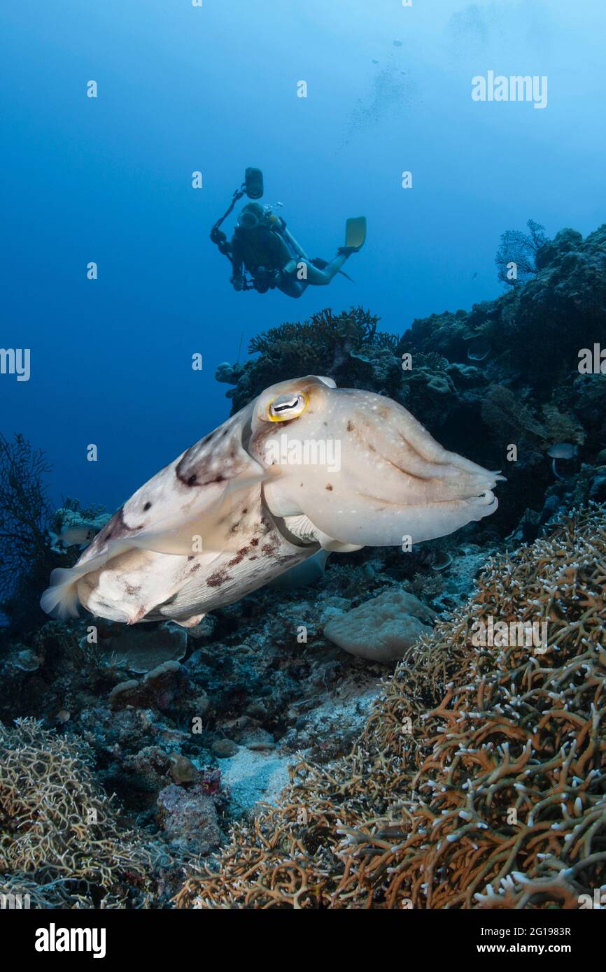 Broadclub Cuttlefish und Scuba Taucher, Sepia latimanus, Mikronesien, Palau Stockfoto