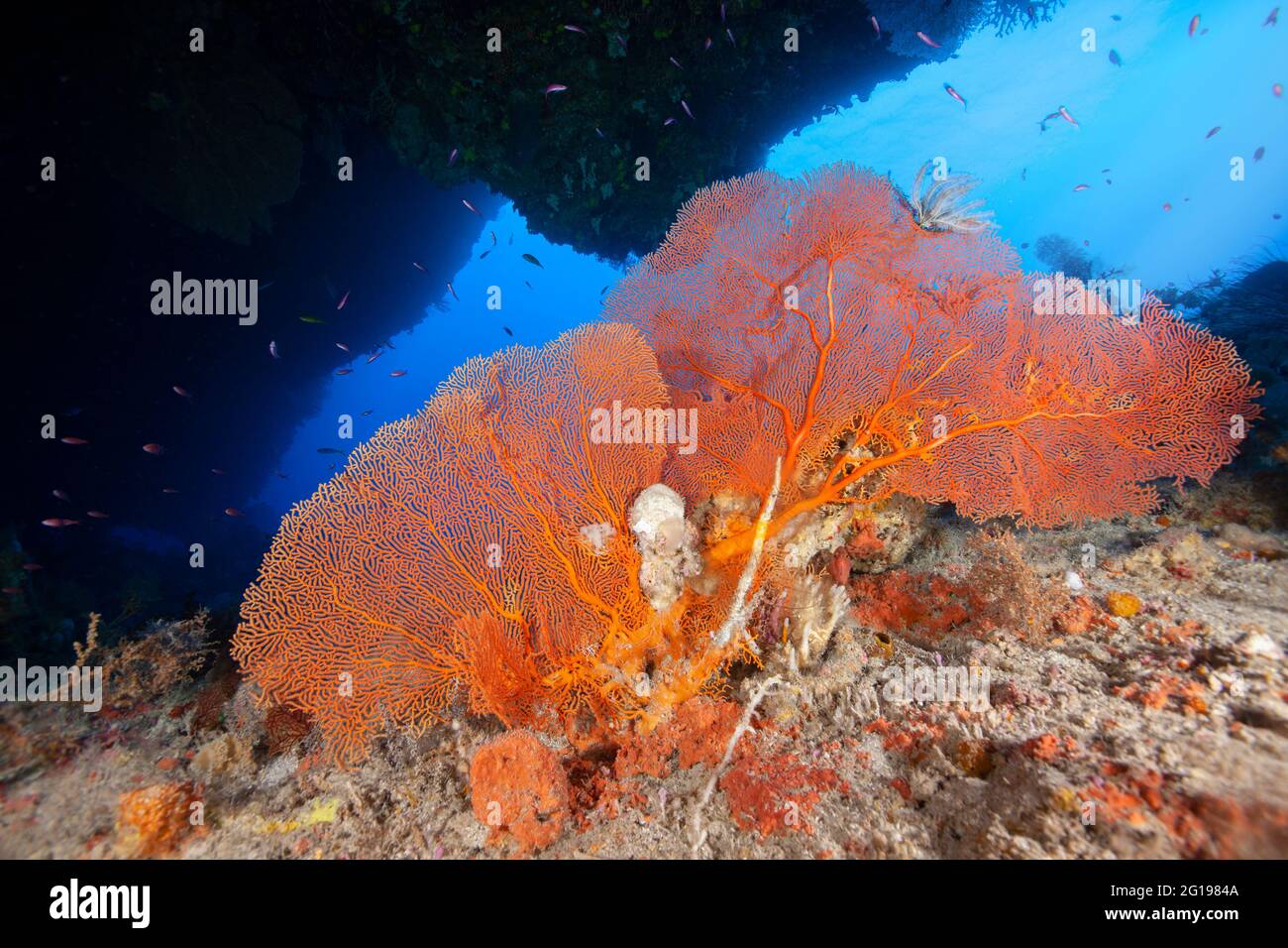 Soldierfish under Sea Fan, Annella mollis, Siaes Wall, Mikronesien, Palau Stockfoto