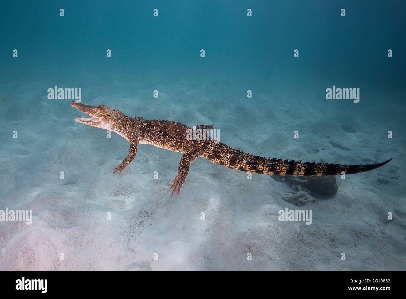 Saltwater Crocodile, Crocodylus porosus, Mikronesien, Palau Stockfoto