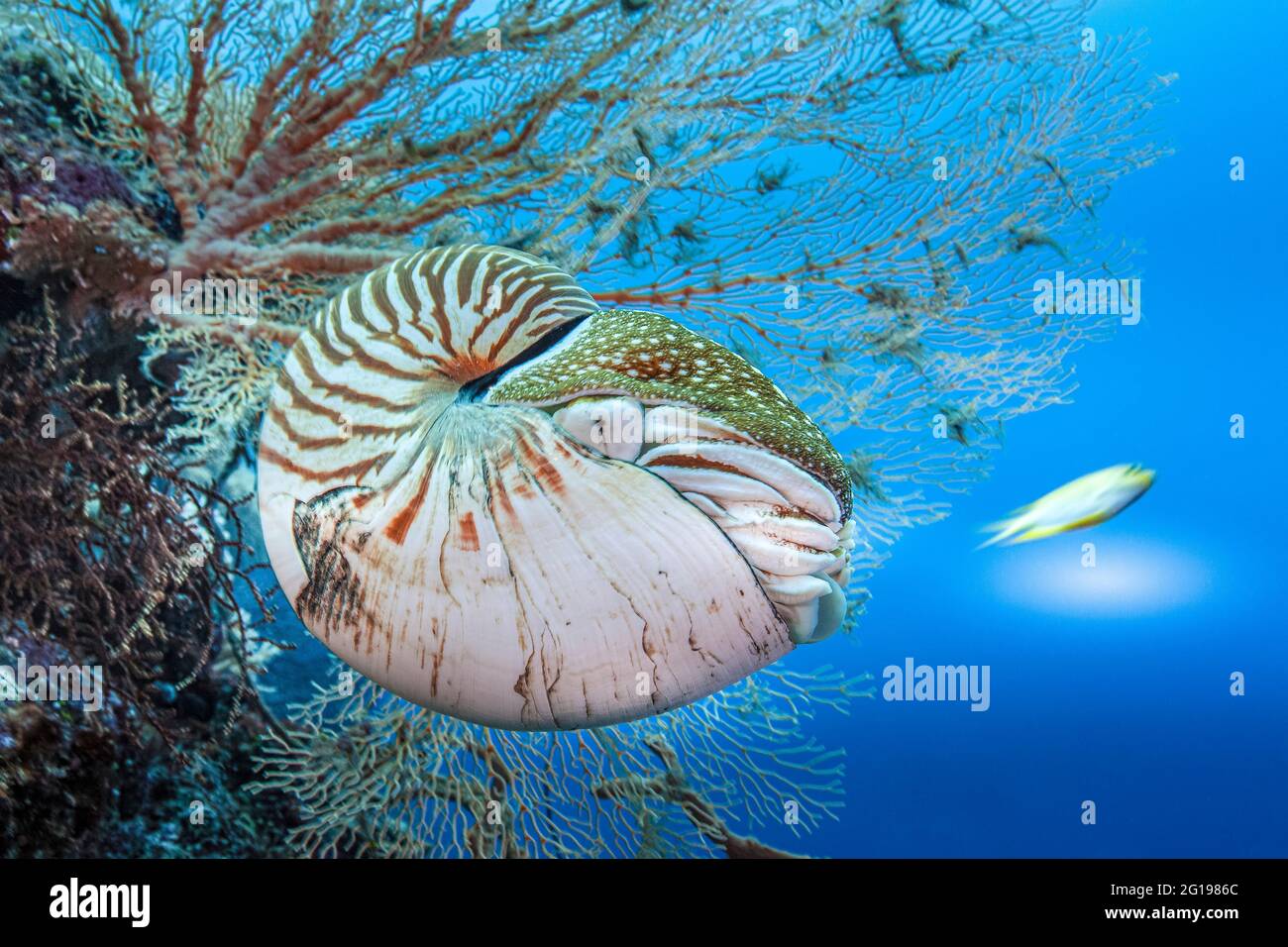 Chambered Nautilus, Nautilus belauensis, Mikronesien, Palau Stockfoto
