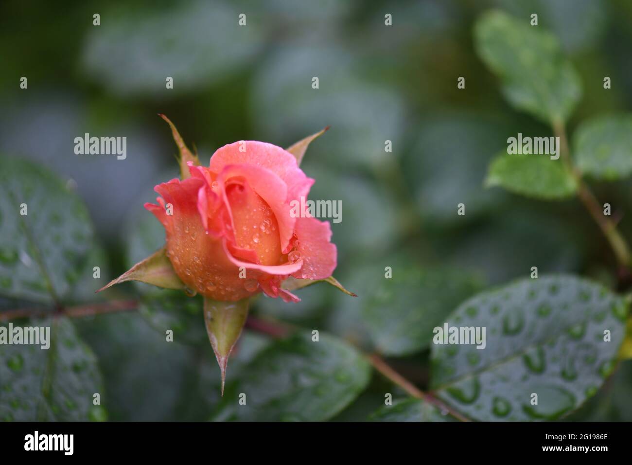 Wunderschöne, einzelne orange färbige Rosenknospe - rosaorange Rosenblüte, sich öffnende Rose - gegen das grüne Blattwerk nach einem Regenguss Stockfoto