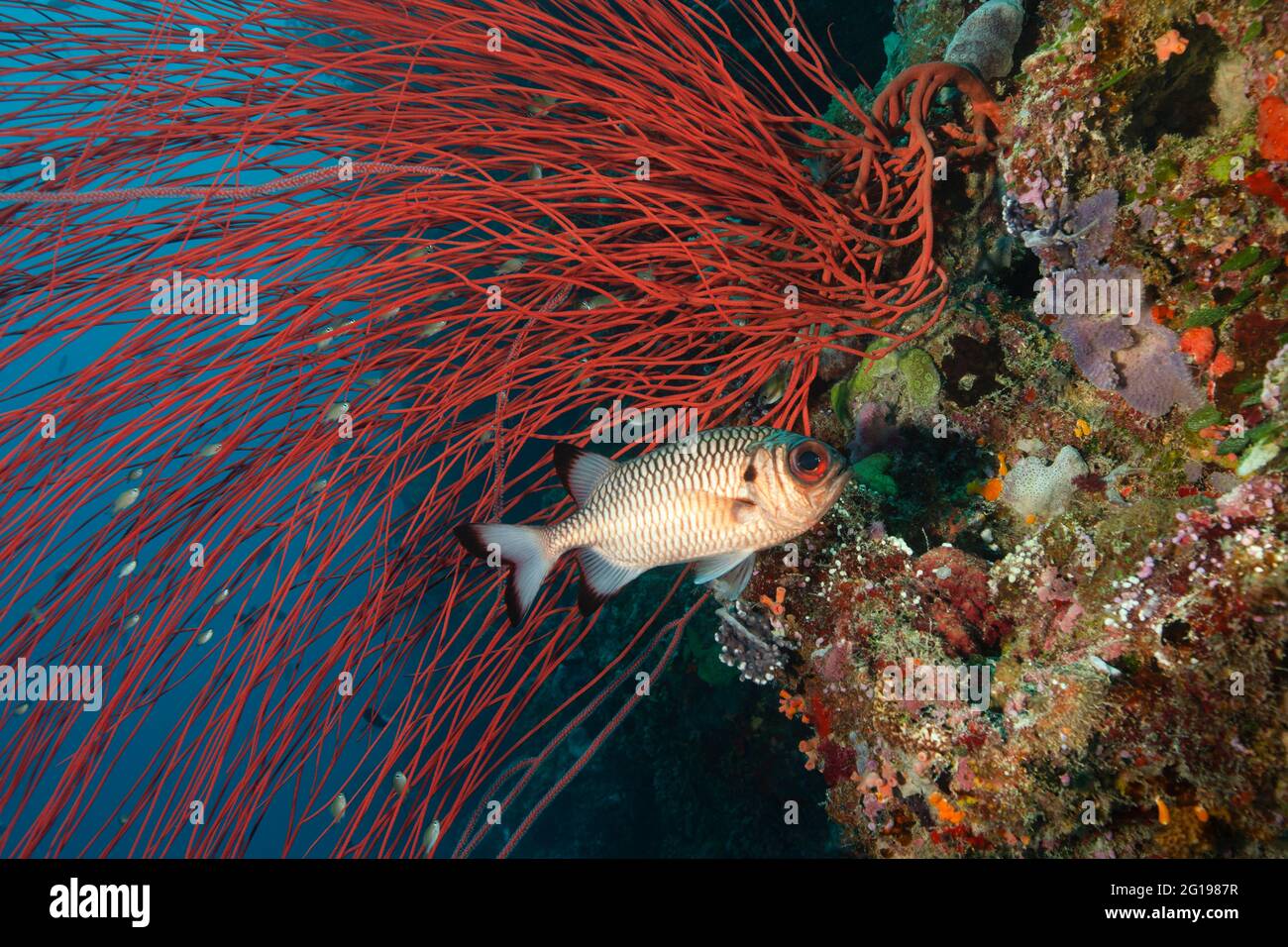 Soldatenfisch, Myripristis murdjan, Deutscher Kanal, Mikronesien, Palau Stockfoto