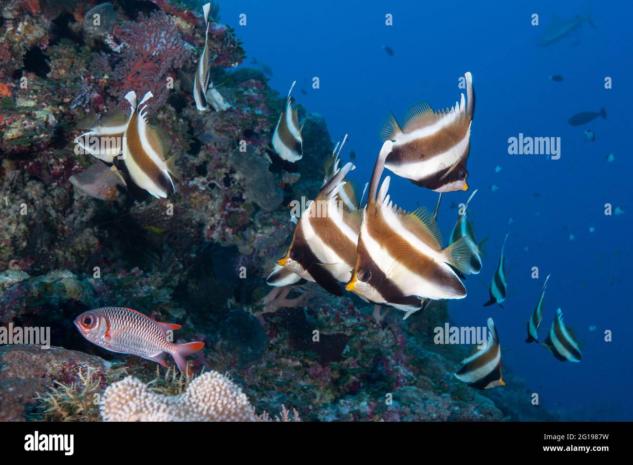 Pennant Bannerfish, Heniochus chrysostomus, Blue Corner, Mikronesien, Palau Stockfoto