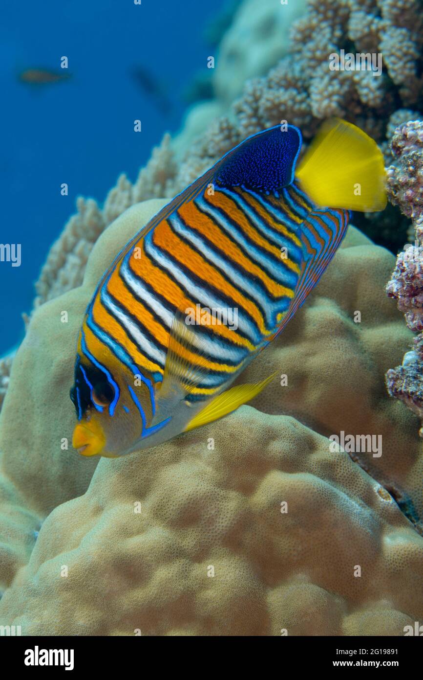 Königlicher Angelfisch, Pygoplites diacanthus, Turtle Cove, Mikronesien, Palau Stockfoto
