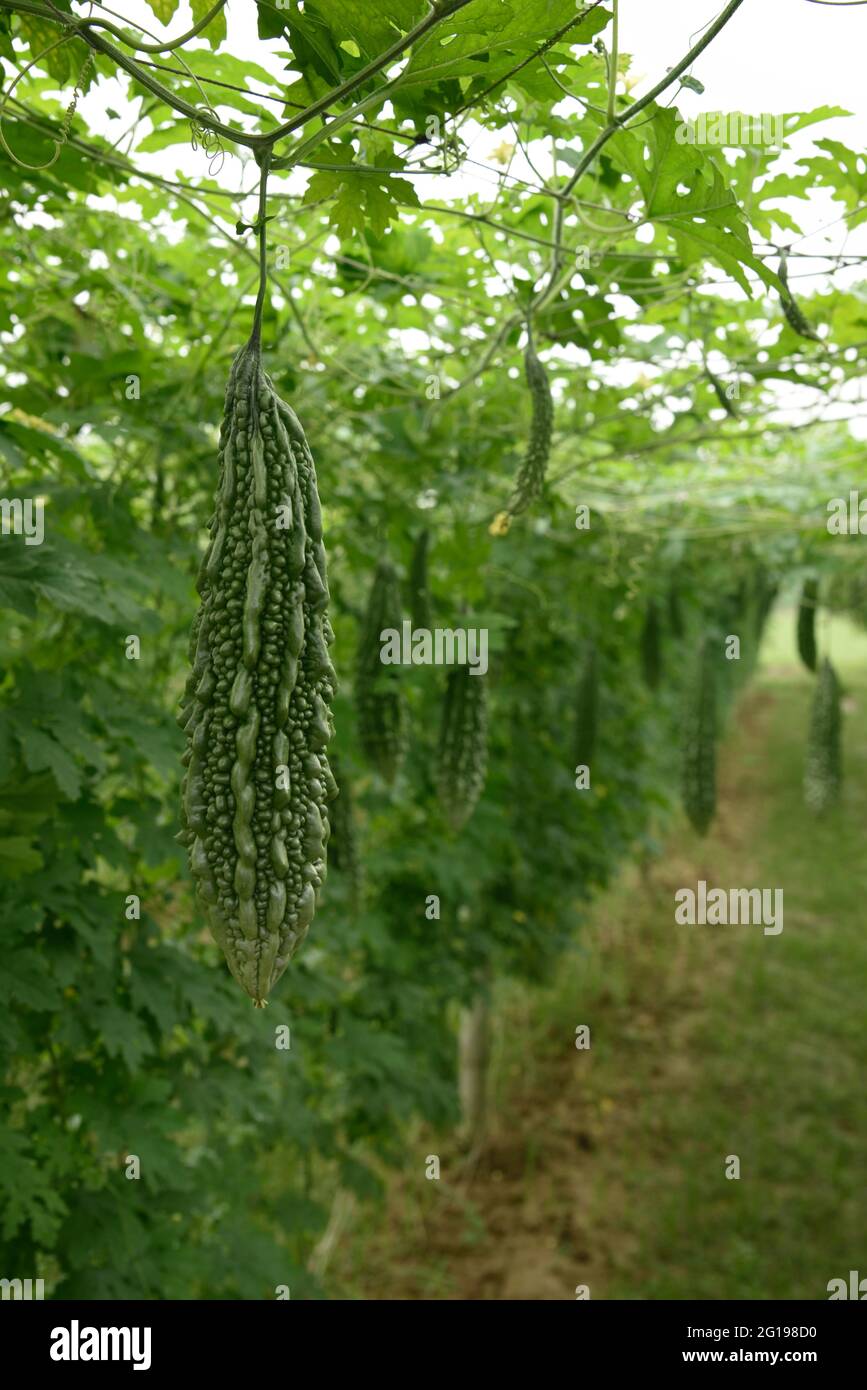 Nahaufnahme Green Bitter Gourd frisches Gemüsefeld. Stockfoto