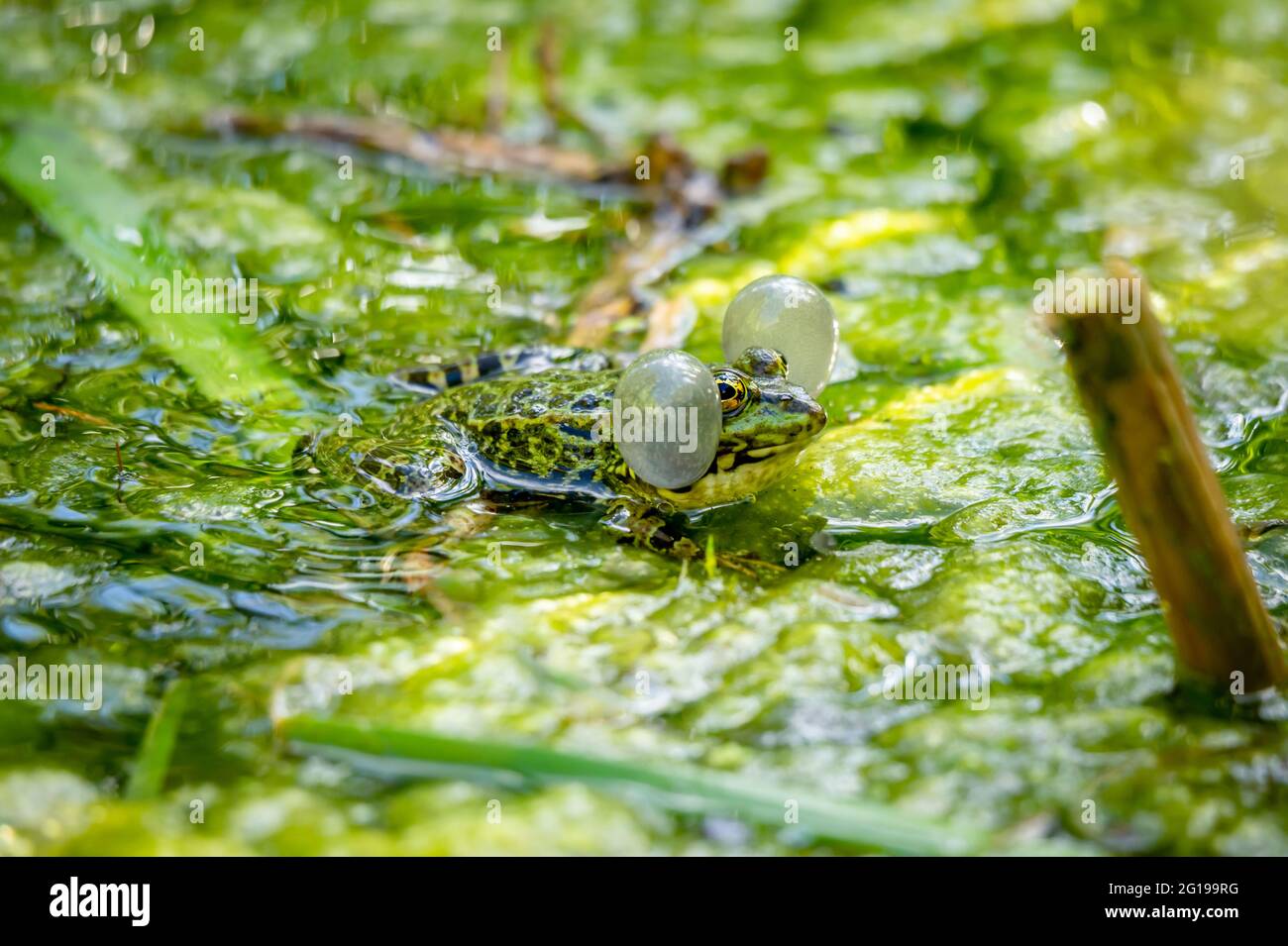 Ein Brutmännlicher Poolfrosch (Pelophylax lessonae) mit Gesangsäcken auf beiden Mundseiten in vegetierten Gebieten. Schönheit in der Natur. Stockfoto