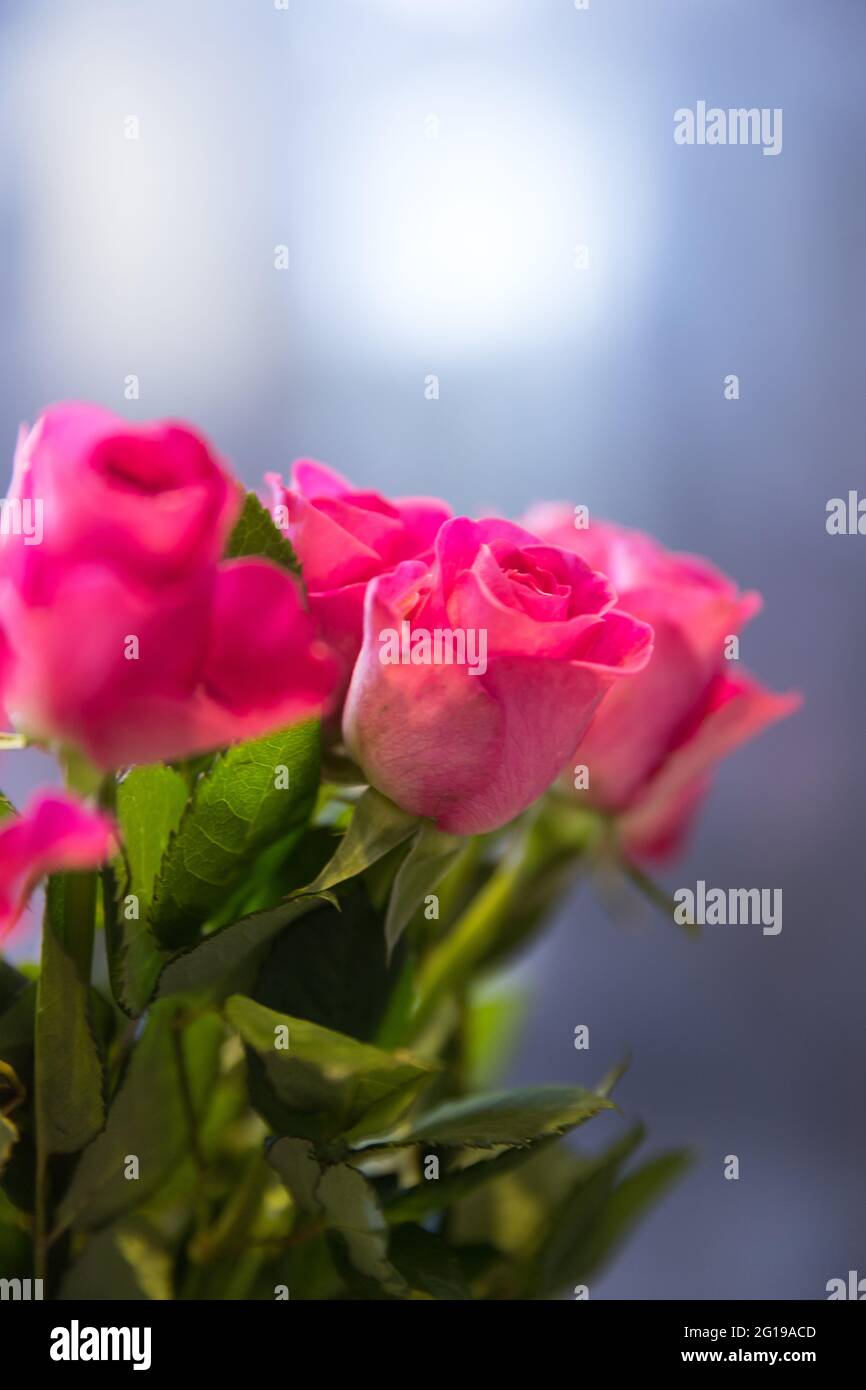 Nahaufnahme eines Straußes rosa Rosen Stockfoto