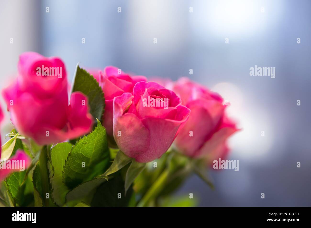 Nahaufnahme eines Straußes rosa Rosen Stockfoto