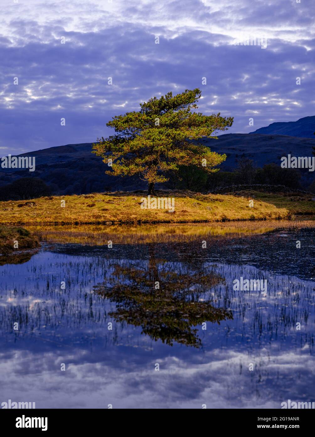 Ein einteiler Baum in Kelly Hall Tarn, Lake District, Großbritannien. Stockfoto