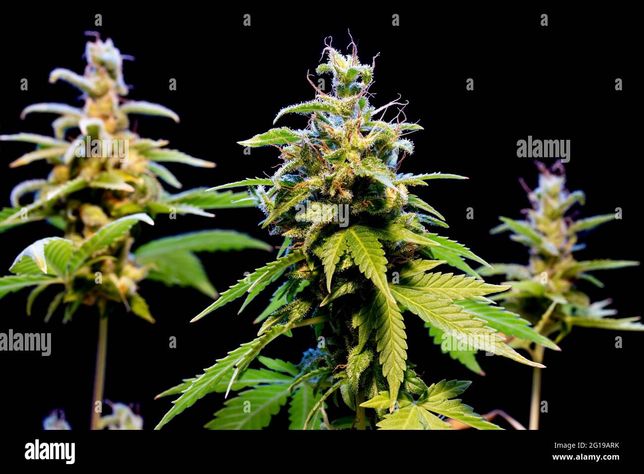 Eine Marihuanapflanze blüht mit Harz auf seinen Blättern auf schwarzem Hintergrund, Nahaufnahme. Stockfoto