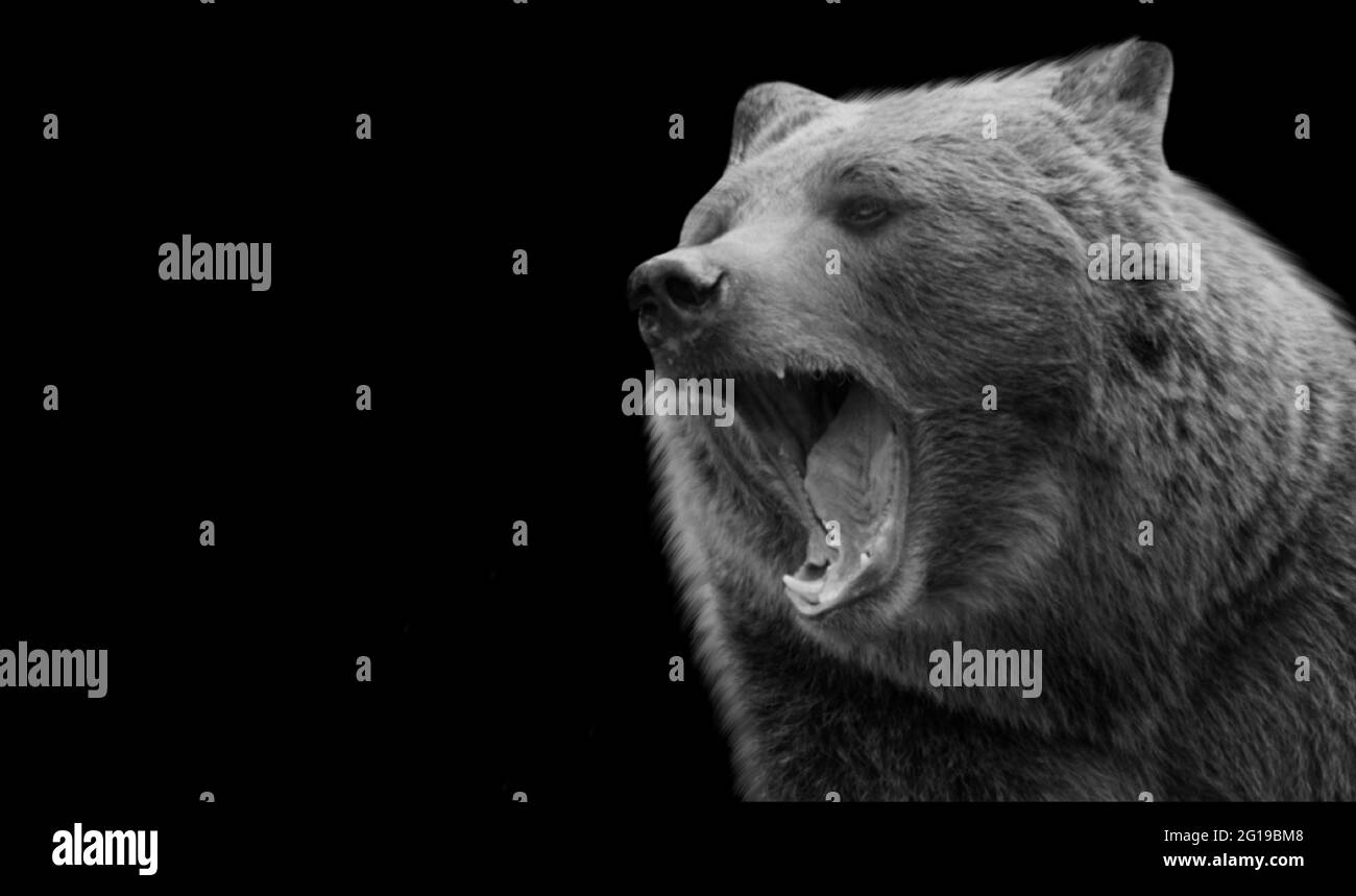 Gefährlicher Wütender Bär Brüllt Auf Dem Schwarzen Hintergrund Stockfoto