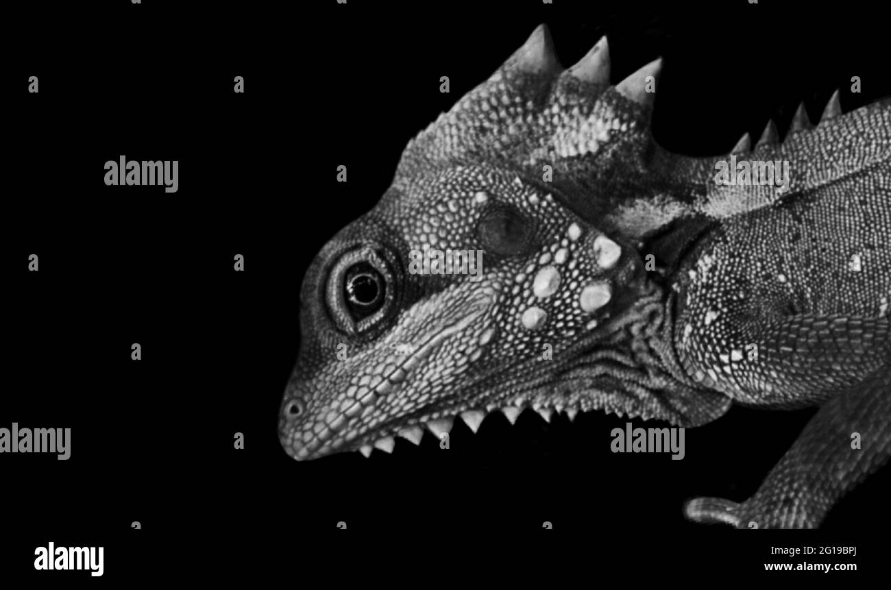 Schwarz-Weiß Acanthosaura cardamomensis Lizard Nahansicht Gesicht Stockfoto