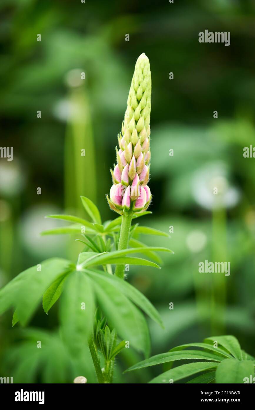 Eine wunderschöne Lupinenblume wächst auf dem Land Stockfoto