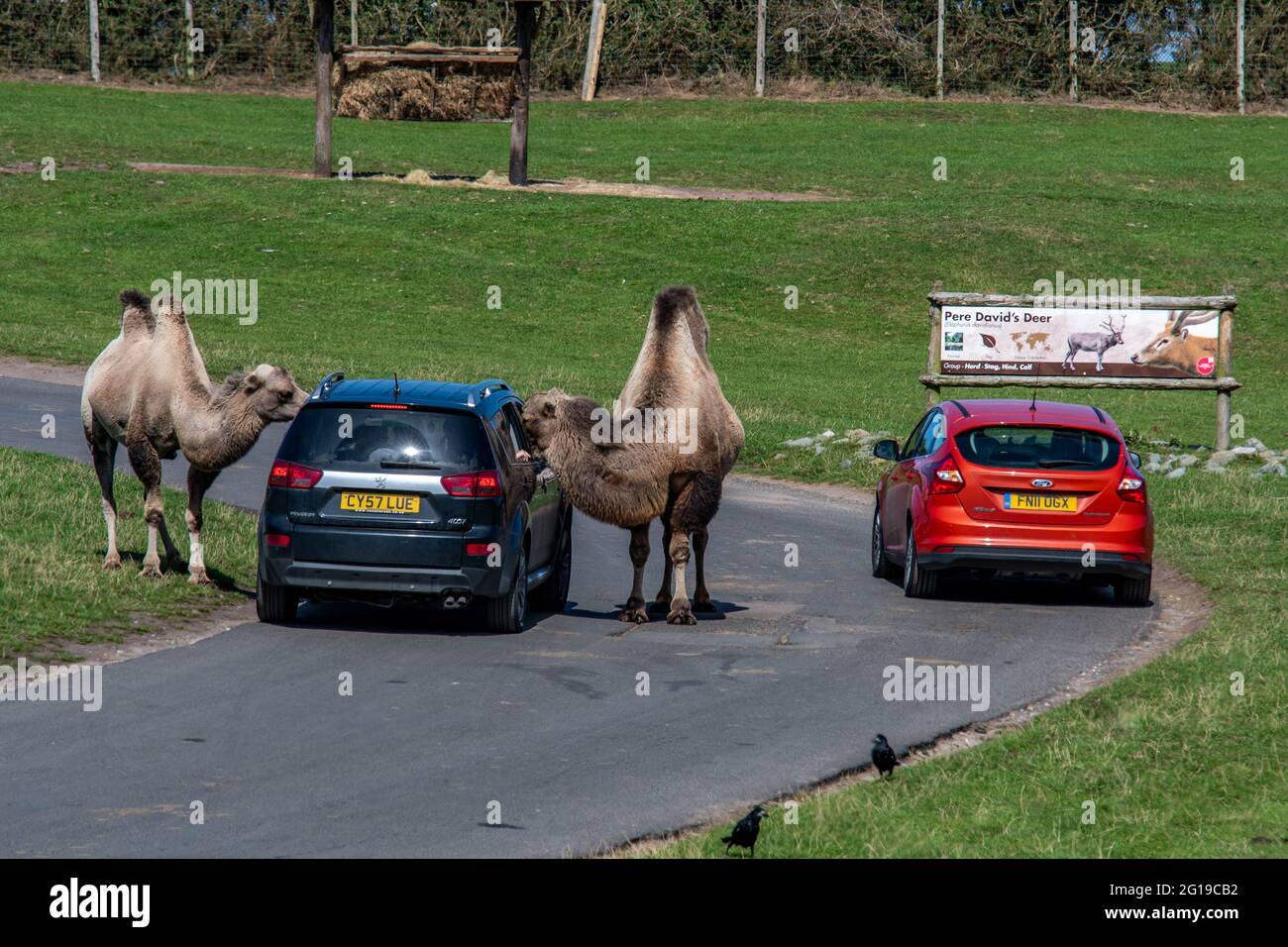 West Midlands Safari Park Theme Park Birmingham England Großbritannien Stockfoto