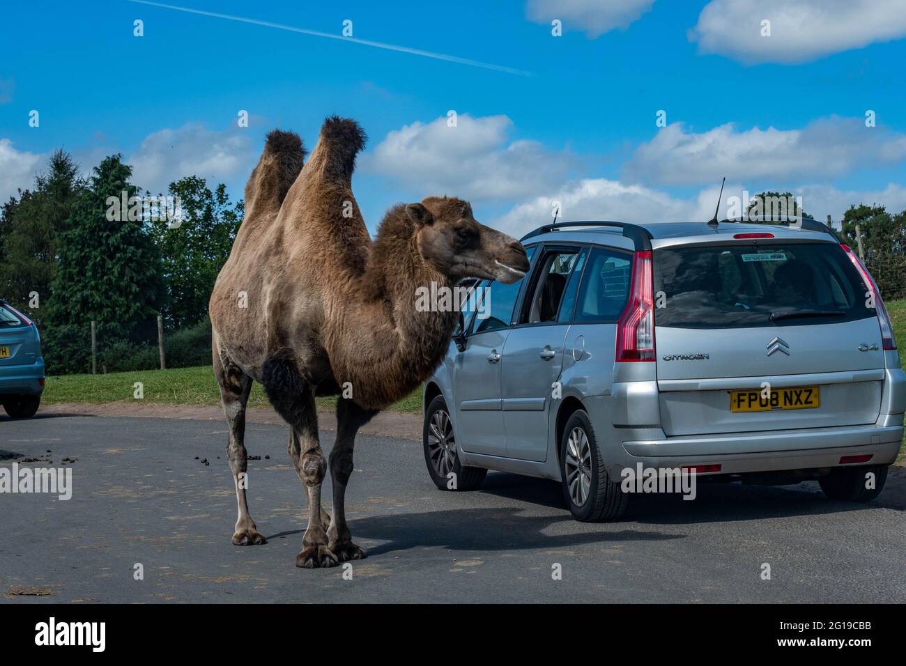 West Midlands Safari Park Theme Park Birmingham England Großbritannien Stockfoto