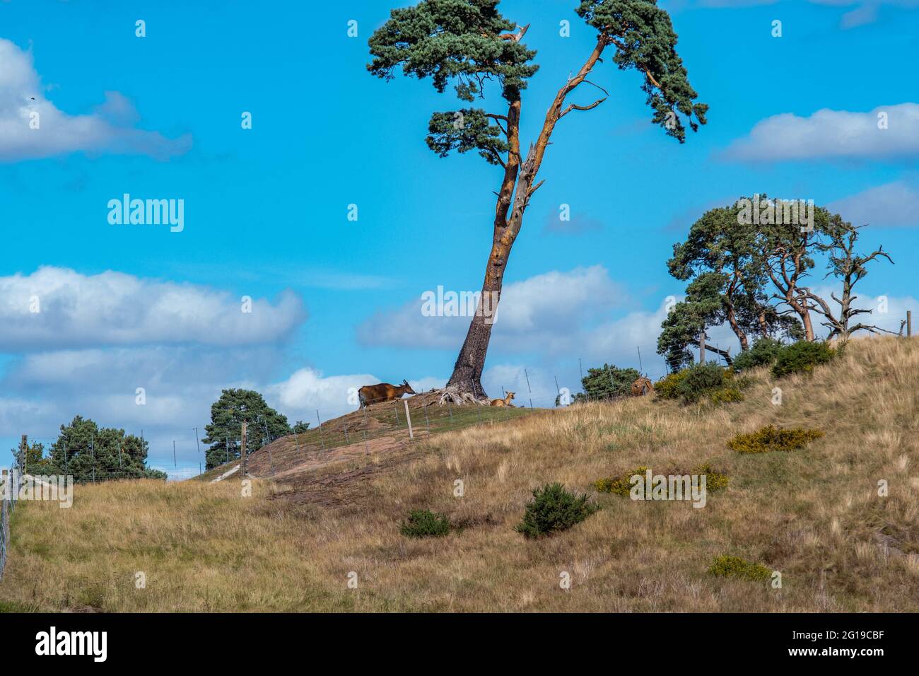 West Midlands Safari Park Theme Park Birmingham England Großbritannien Stockfoto
