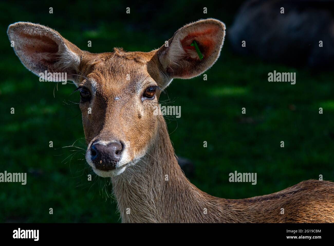 West Midlands Safari Park Theme Park Birmingham England Großbritannien Stockfoto