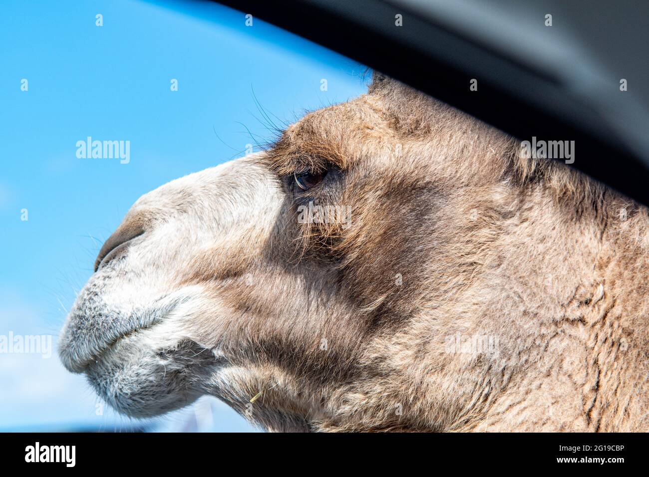 West Midlands Safari Park Theme Park Birmingham England Großbritannien Stockfoto