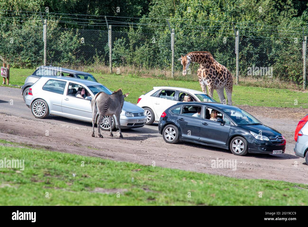 West Midlands Safari Park Theme Park Birmingham England Großbritannien Stockfoto