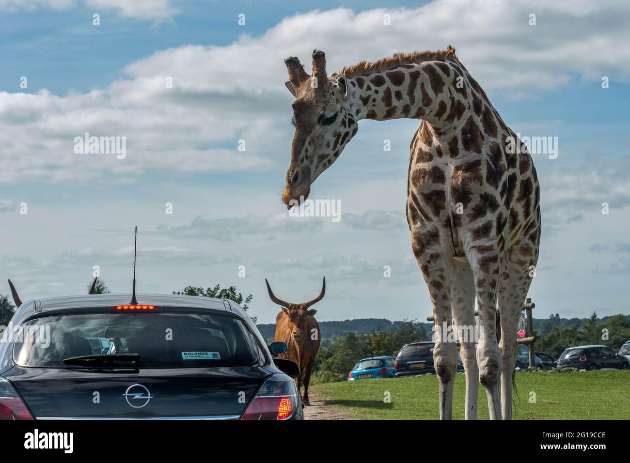 West Midlands Safari Park Theme Park Birmingham England Großbritannien Stockfoto