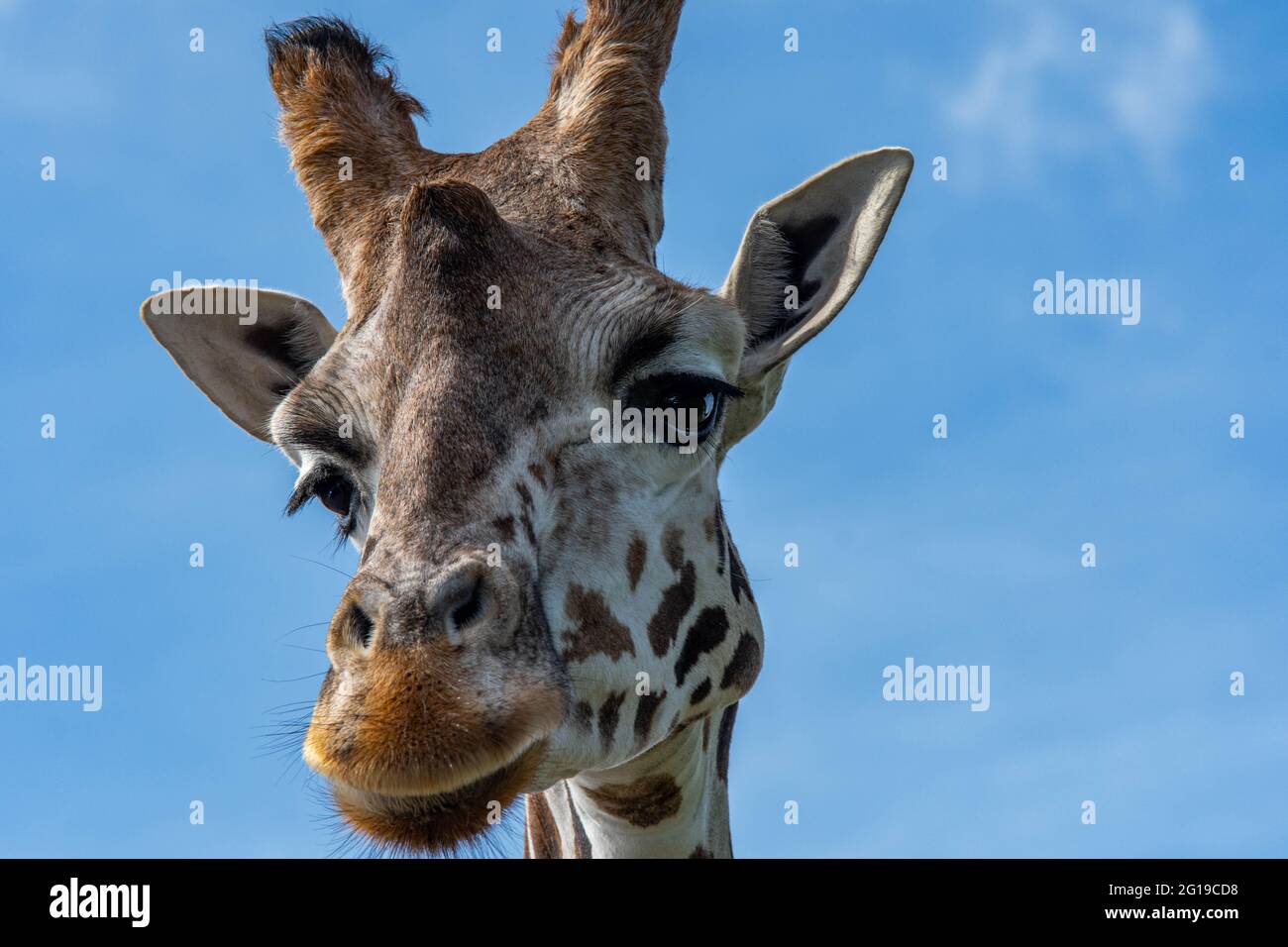 West Midlands Safari Park Theme Park Birmingham England Großbritannien Stockfoto