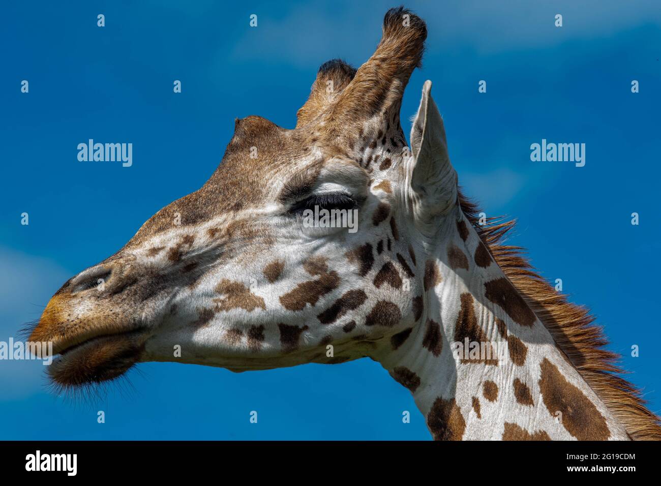 West Midlands Safari Park Theme Park Birmingham England Großbritannien Stockfoto