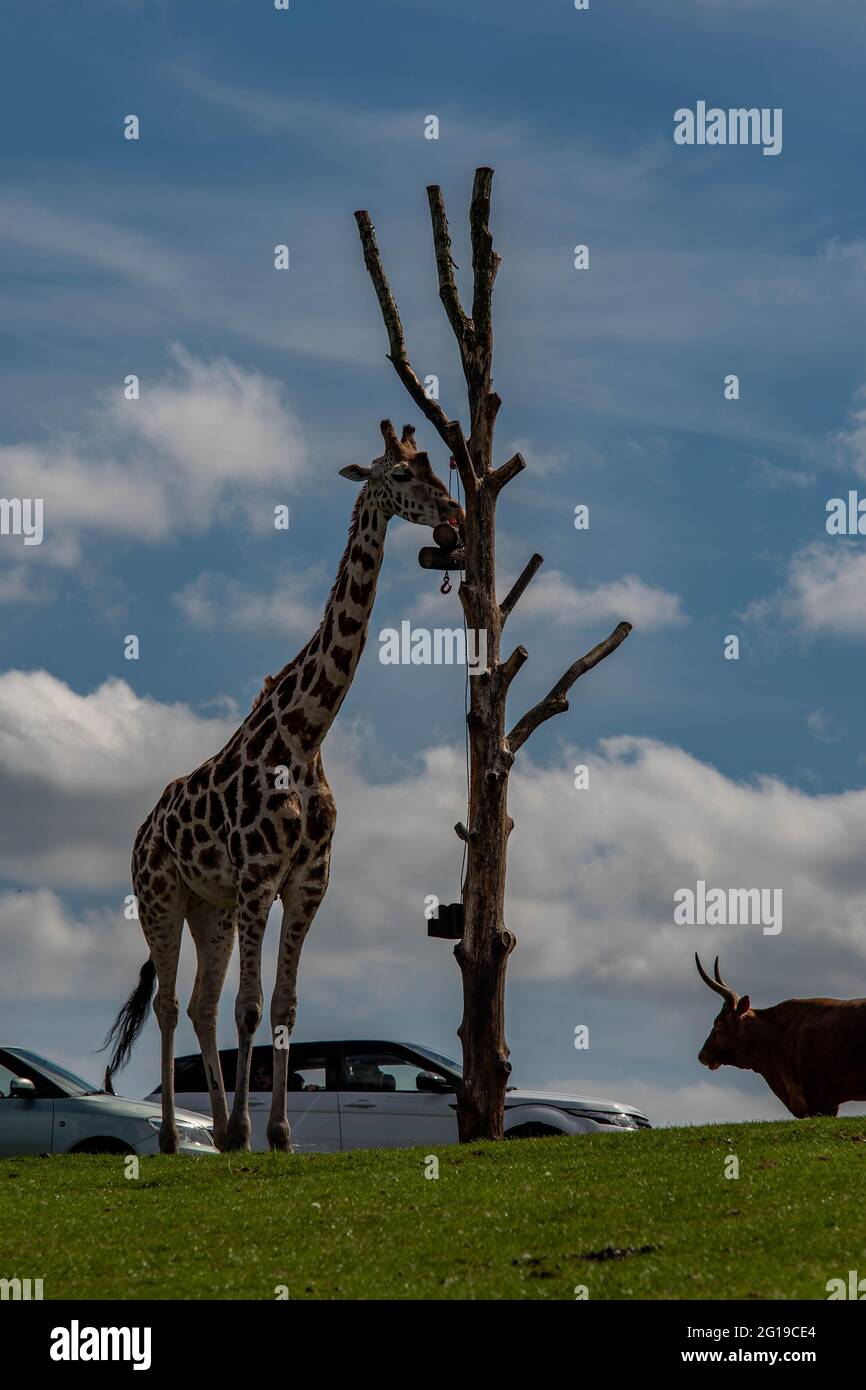 West Midlands Safari Park Theme Park Birmingham England Großbritannien Stockfoto