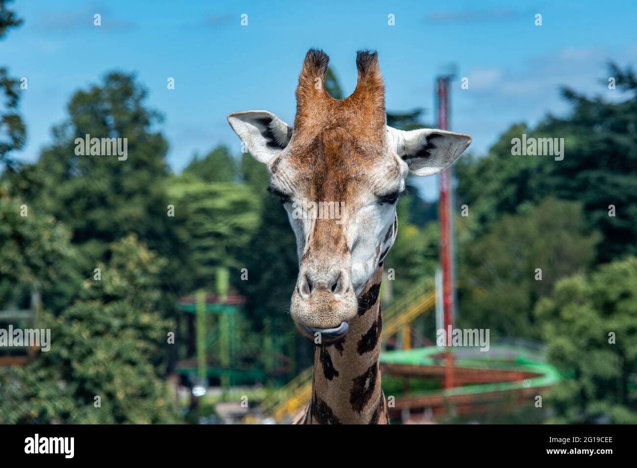 West Midlands Safari Park Theme Park Birmingham England Großbritannien Stockfoto