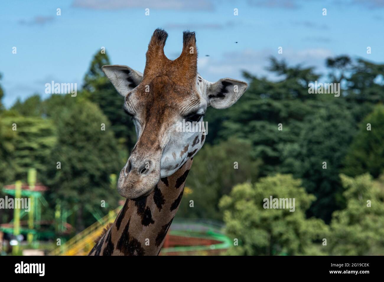 West Midlands Safari Park Theme Park Birmingham England Großbritannien Stockfoto