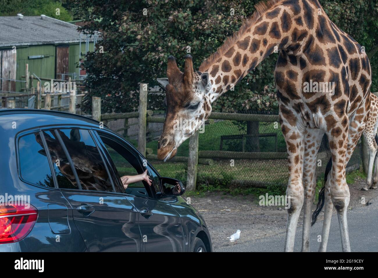 West Midlands Safari Park Theme Park Birmingham England Großbritannien Stockfoto
