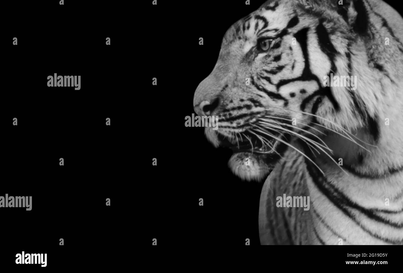 Schwarzes Und Weißes Tiger-Seitengesicht Auf Dem Schwarzen Hintergrund Stockfoto