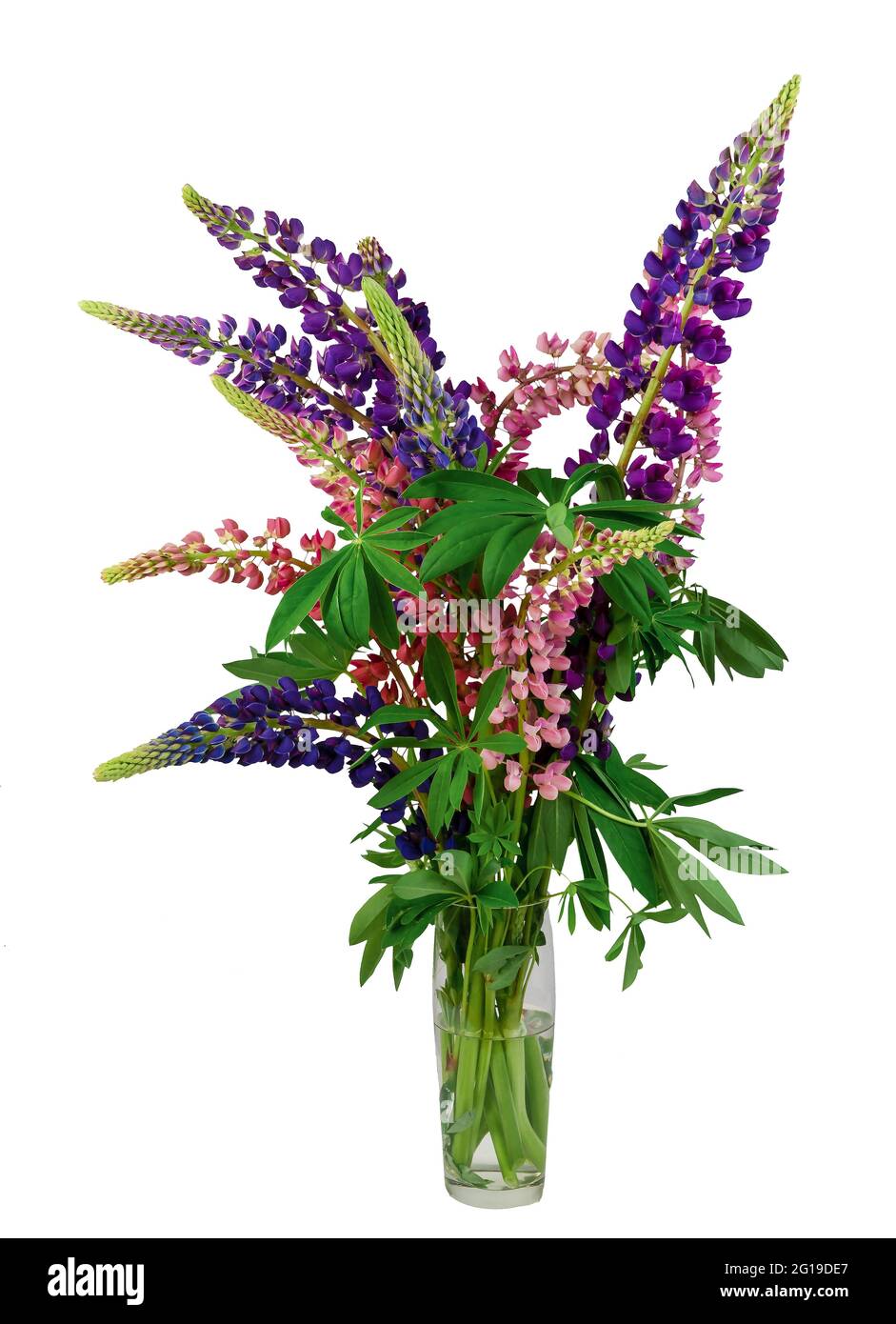 Lupinen Bouquet isoliert auf weißem Hintergrund. Rosa und lila Lupine blüht in einer Vase. Sommerwildblume. Lupinen in verschiedenen Farben. Stockfoto