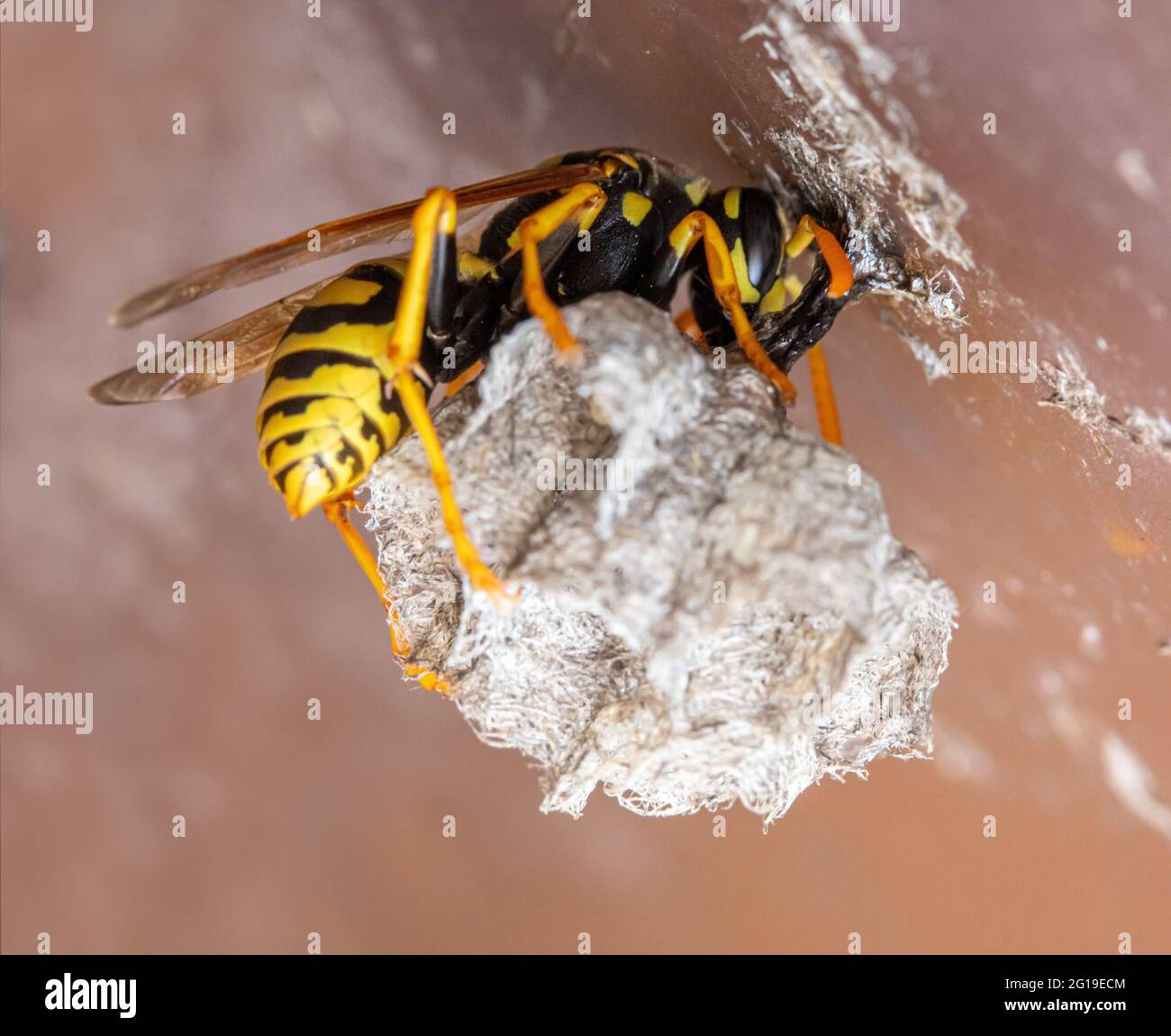 Die Wespenkönigin baut auf einem Stiel unter dem Dach des Hauses ein Nest Stockfoto