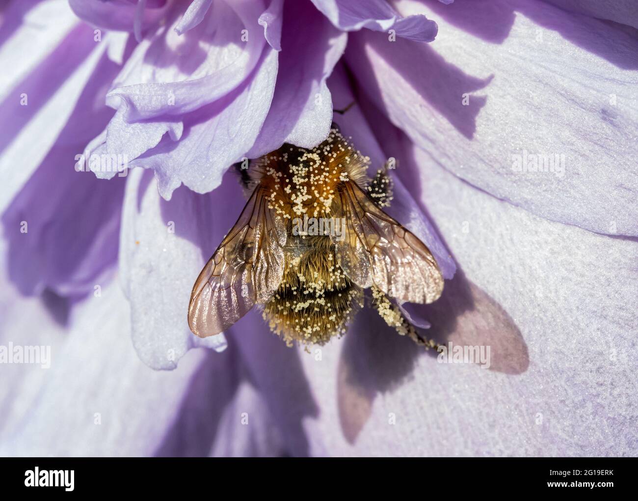 Die Hummel mit Pollenkugeln am Körper sucht nach Nektar in Blüte. Stockfoto