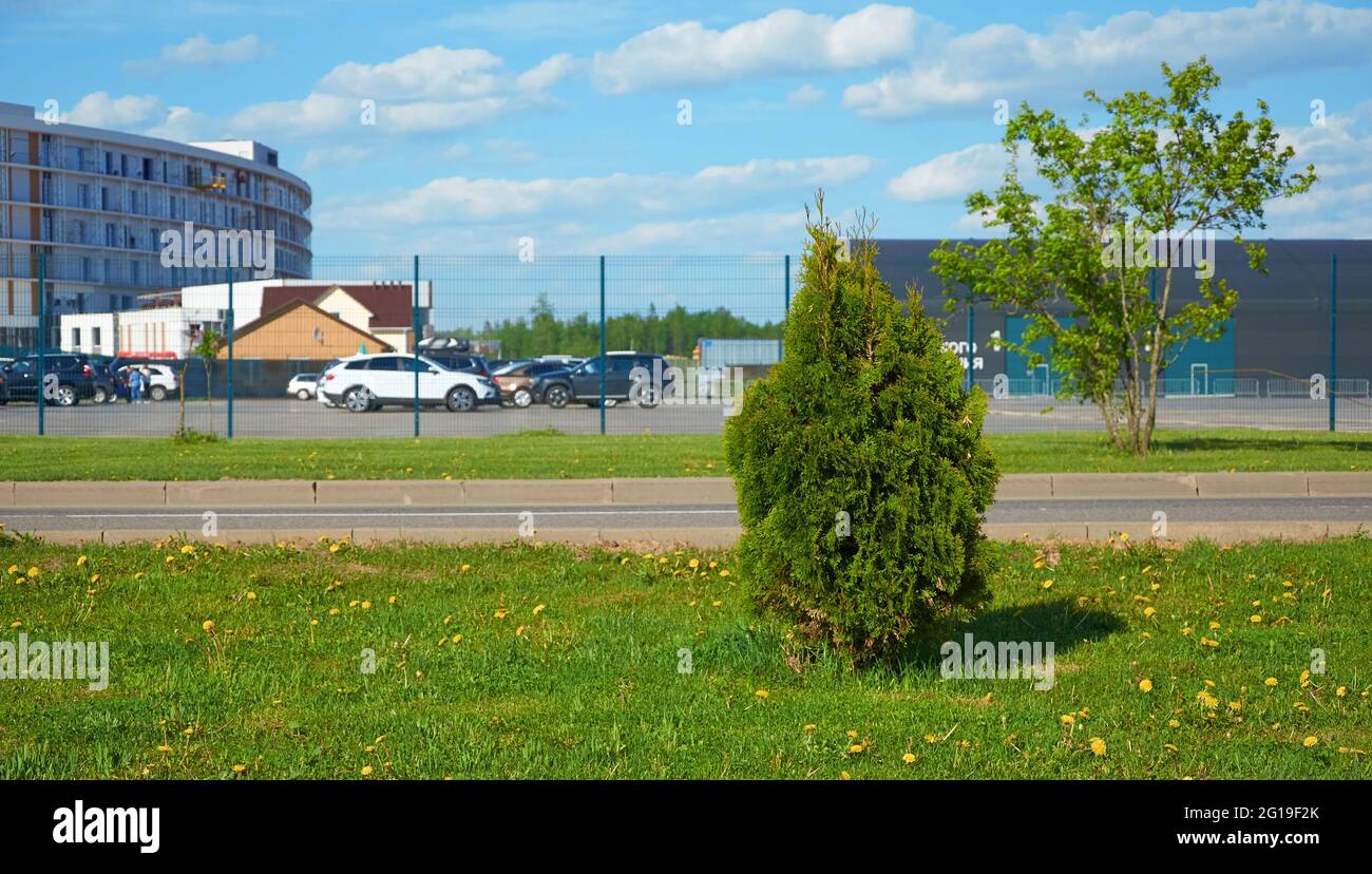 Neben dem Parkplatz wächst ein junger Thuja-Baum Stockfoto