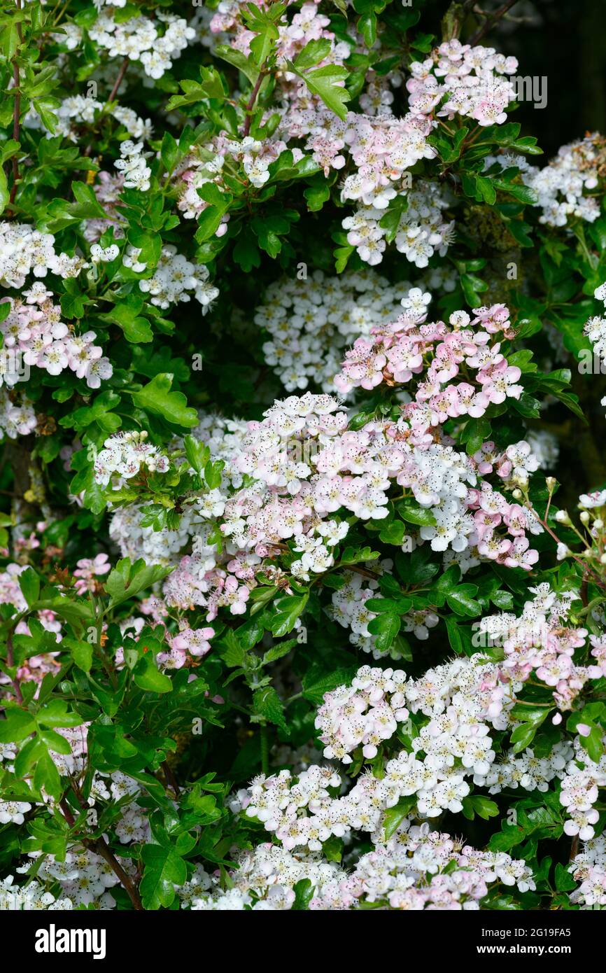 Weißdorn, (auch bekannt als Mai), in voller Blüte Stockfoto