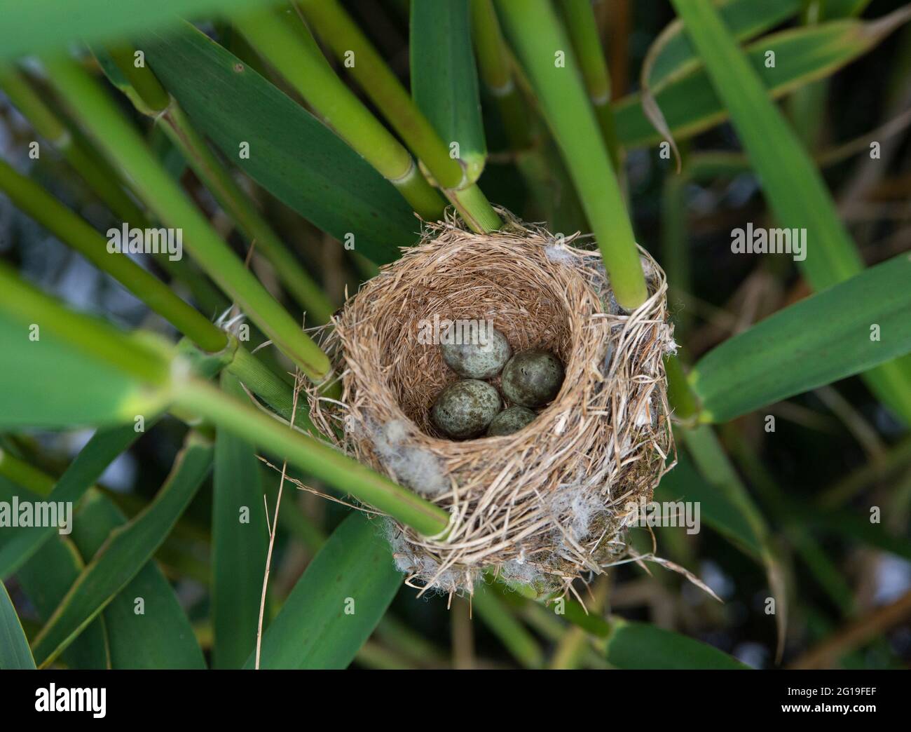 Nest von Schilfrohrsänger , Acrocephalus scirpaceus, enthält vier Eier, Brent Reservoir , London, Vereinigtes Königreich Stockfoto